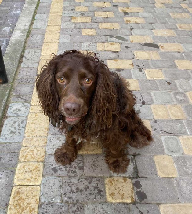 Спаніель чекає на нареченау