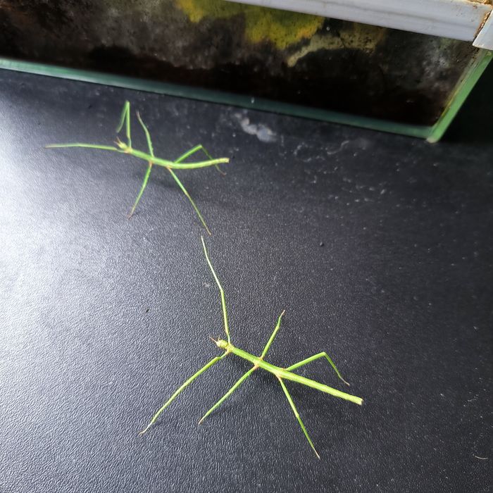 Patyczaki rogate hobby