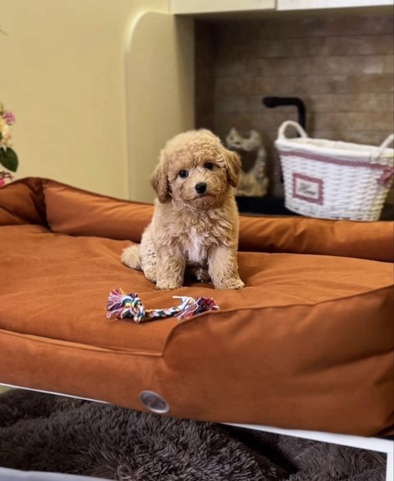 Мальтіпу ф1. Шикарні яскраві цуценята мальтіпу. Вакциновані, чіп,докум