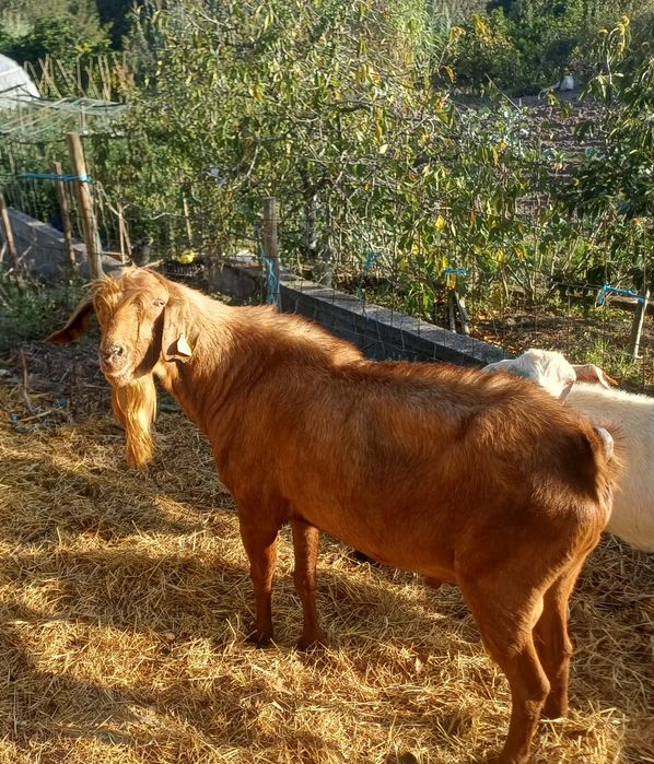 Chibo cruzado grande porte