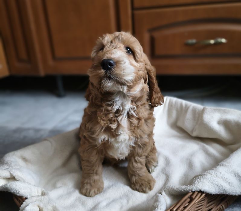 Cockapoo/chłopczyk Astor/ Cocker spaniel angielski/Pudel miniaturowy