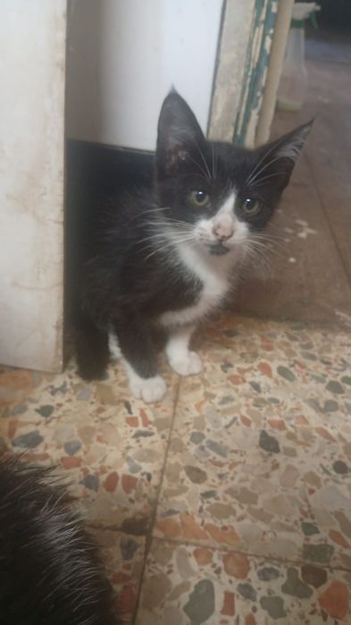 Doação de Gatinhos