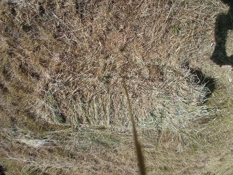 Fardos de palha pequenos