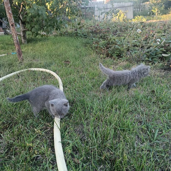 Віддам котят в добрі руки