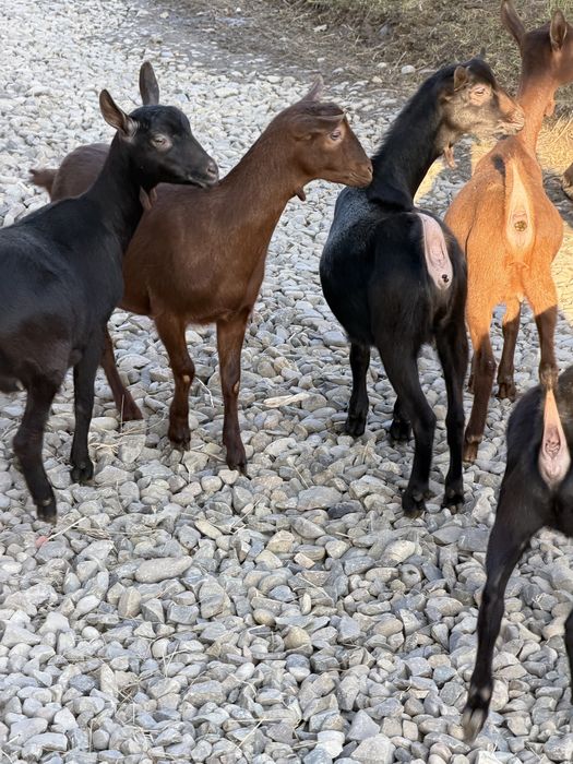 Продам козенята мурсія-гранада 100%