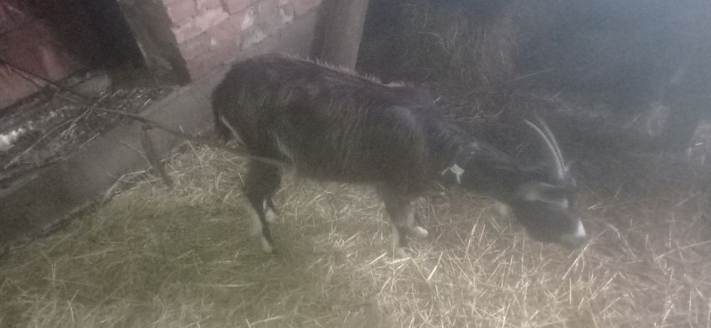 Продам молоду козу