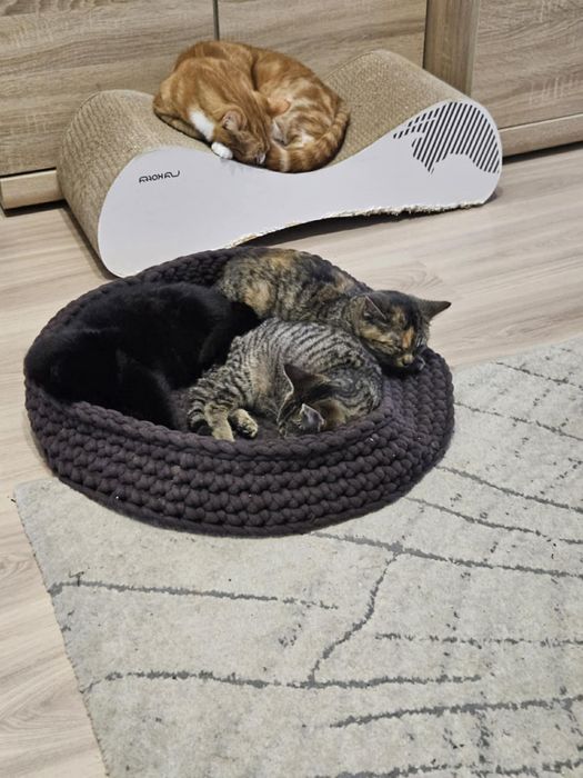 Piekna Mrozia prosi o dom