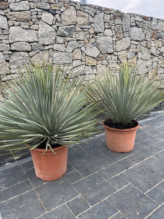 Juka Rostrata mrozoodporna