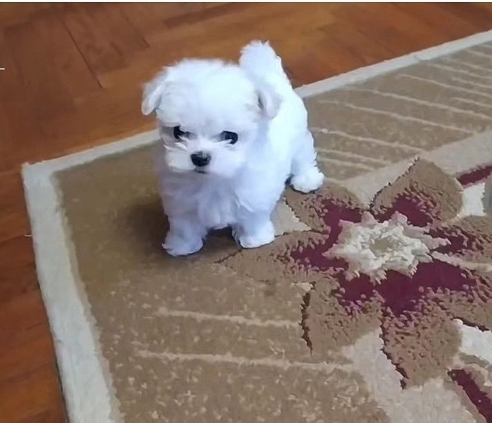 Міні Мальтезе дівчатка і хлопчики