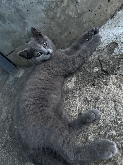 Продам кошеня   Британський прямовухий  хлопчик