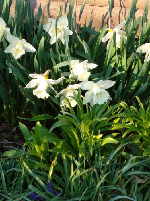 Продам цибулинки нарцісів