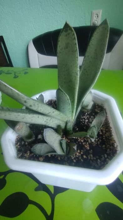 Гастееії,гастроалоє, сансевєрія