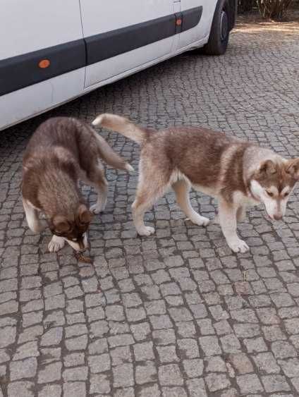 Piękna suczka syberian husky z rodowodem