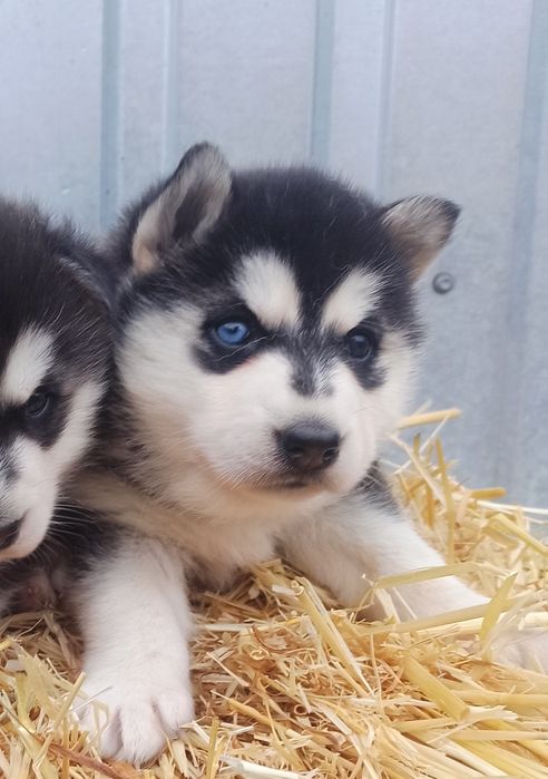 Малюки! Грайливі! Цікаві