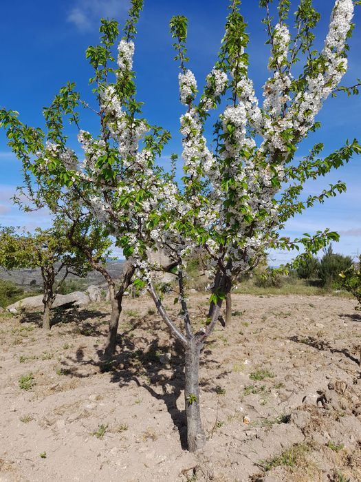 Vinha com 1,9 hectares +  vinha/área de cultivo com 1 hectare