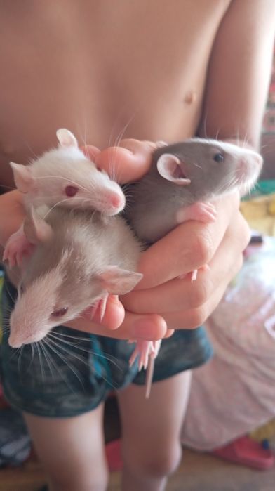 Криси, пацюки,щури