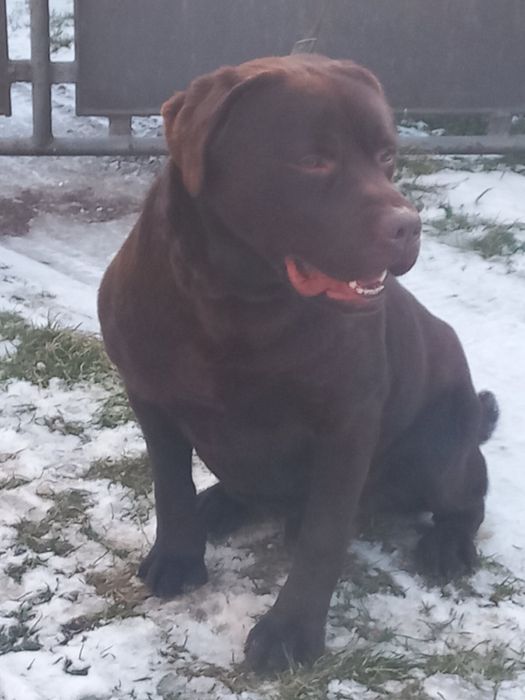 Лабрадор Ретривер