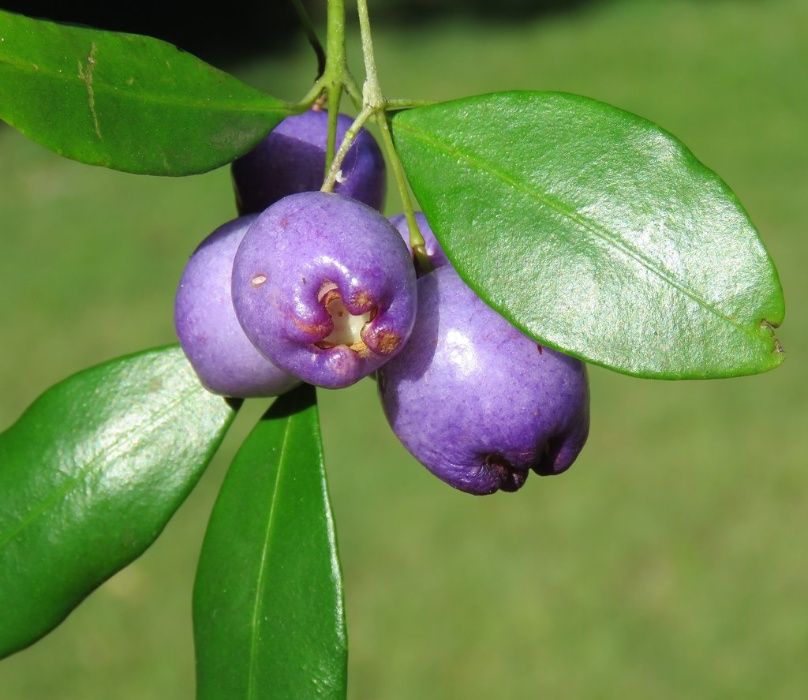 Árvore da cereja Azul - PLANTA VIVA