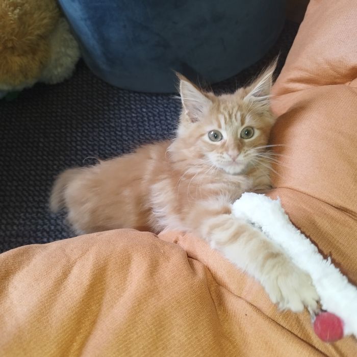 Dziewczynka Maine Coon