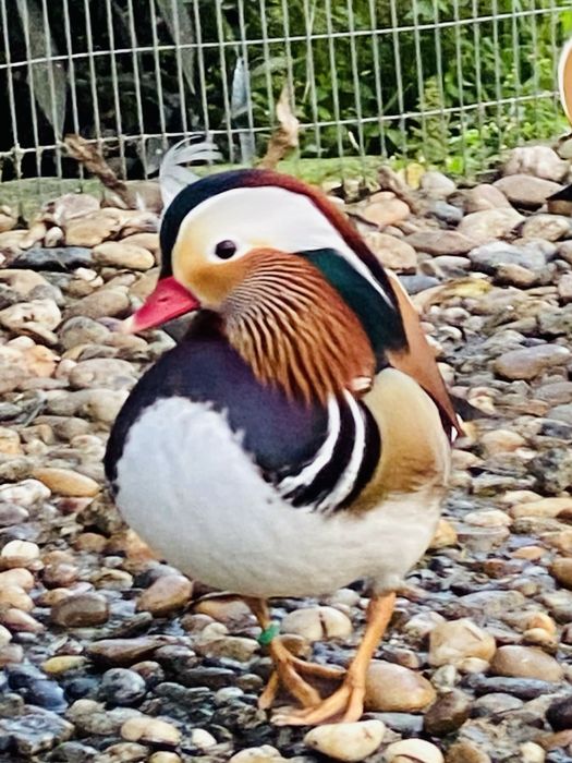 Patos mandarim e carolinos de varias cores