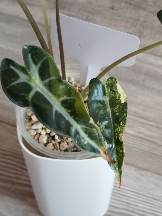 Alokazja Bambino Aurea