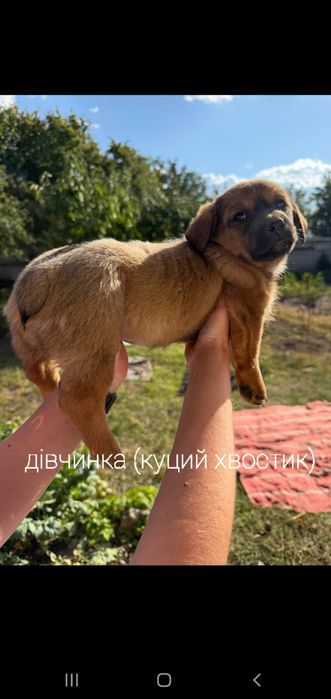 Безкоштовно цуценята!