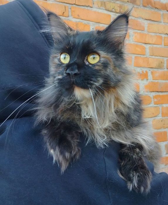 Мейн-кун,кошка, чёрная черепаха(трехцветная). 1год