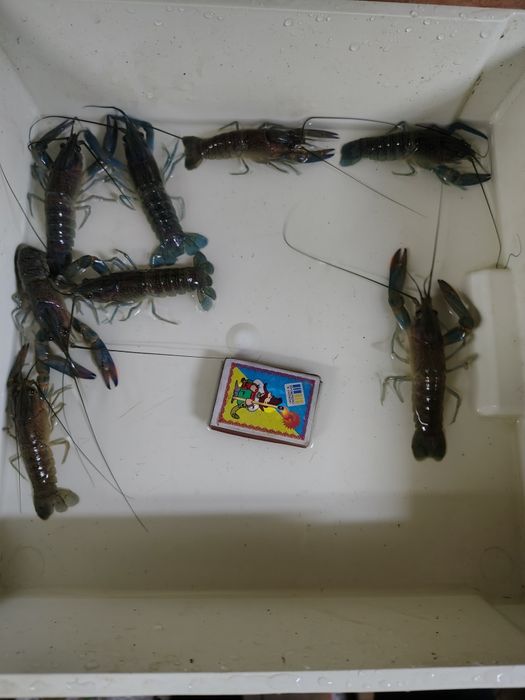 Продам австралійського червоноклешневого рака АККР