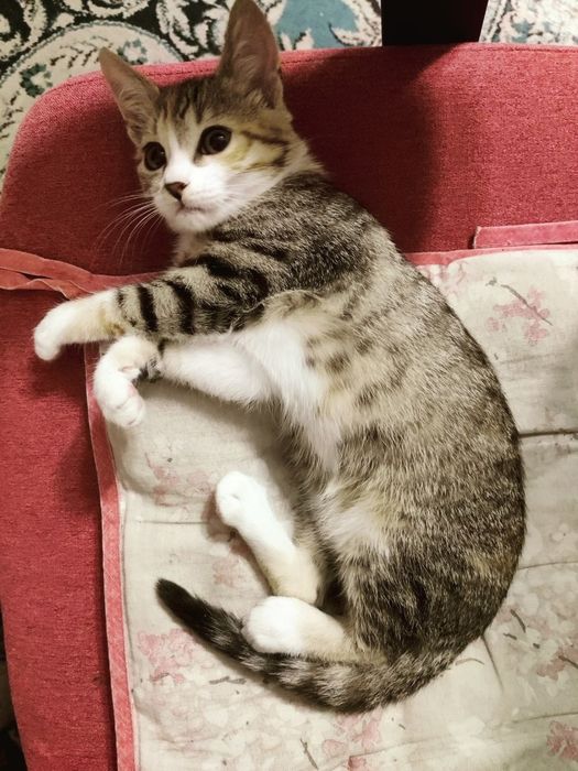 Віддаються кошенята