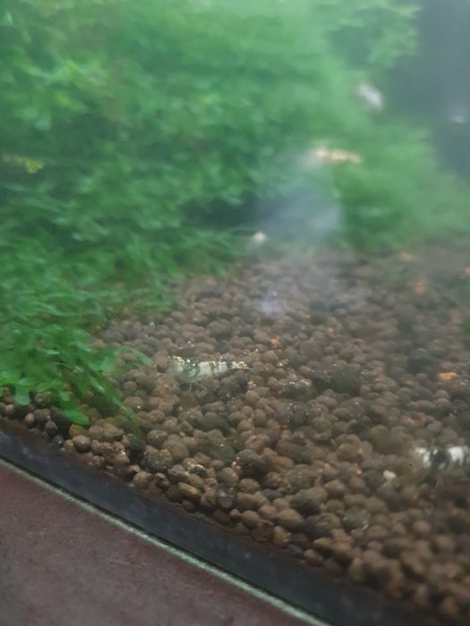 Krewetki black fancy tiger