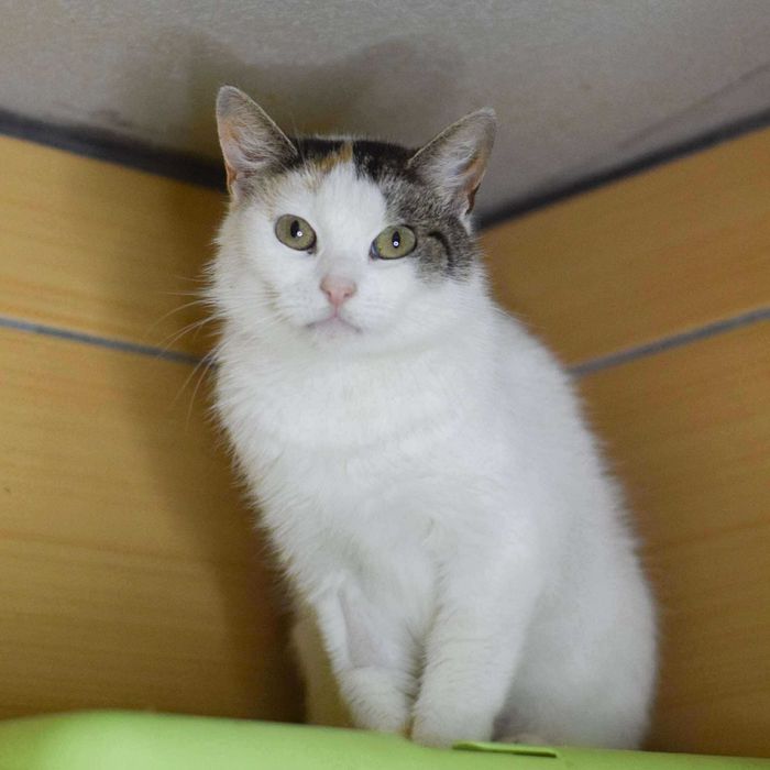 Nieśmiała kotka Iskra szuka domu