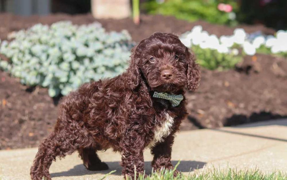 Cockapoo disponível