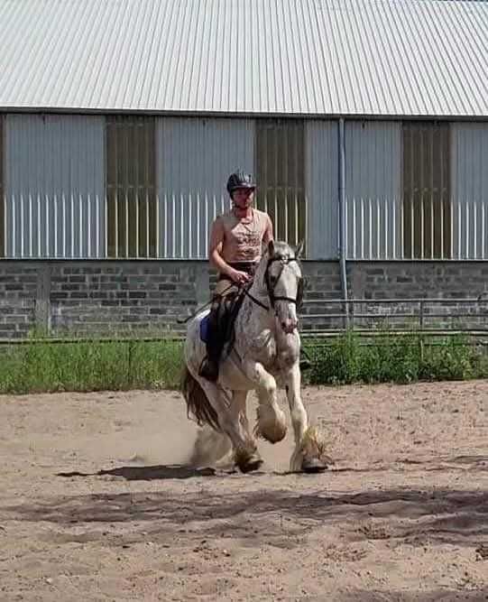Ogier Irish Cob (nie tinker) z licencją / koń rodzinny