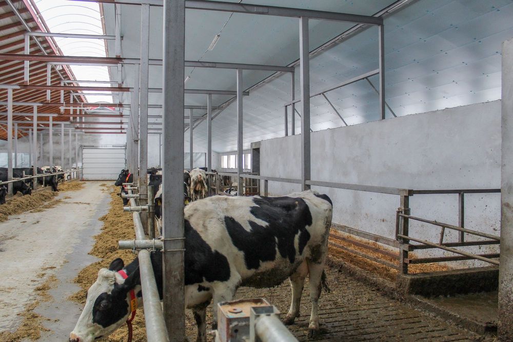 Błękitne Panele Izolujące XPS AGRO Podsufitka Podbitka Płyta Styrodur