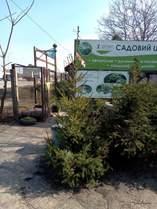 Смерека, Сосна Крымская, сосна на штамбе, сосна горная. Ель Глаука