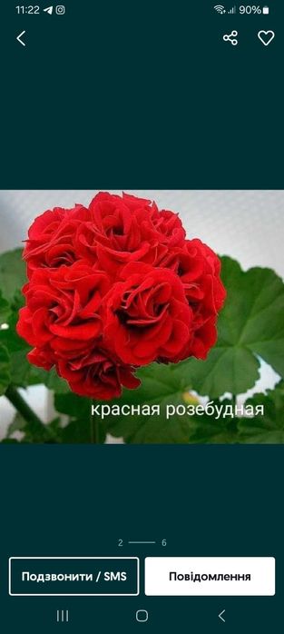 Пеларгонії  тюльпановидні,Ампельна пеларгонія.