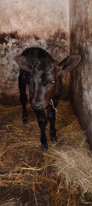 Продам теличку с. Чорнобаївка