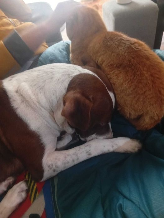 Cão 3 anos para adocao