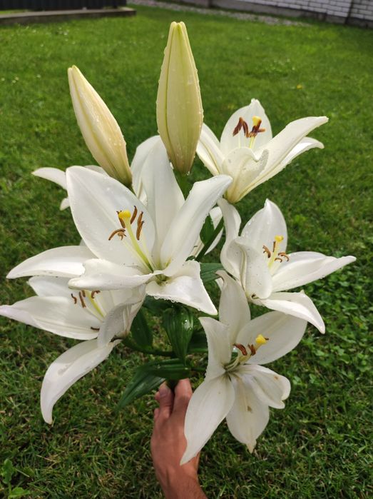Лілії, квіти з домашнього квітника