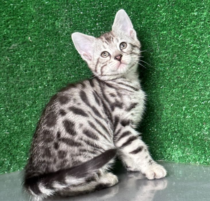 Девочка бенгалка, 2 месяца