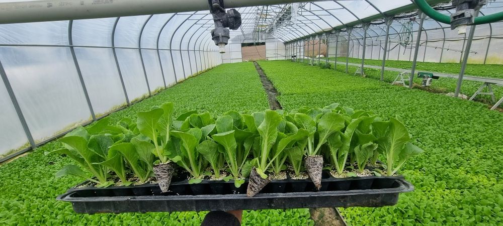 Kapusta pekińska Bilko