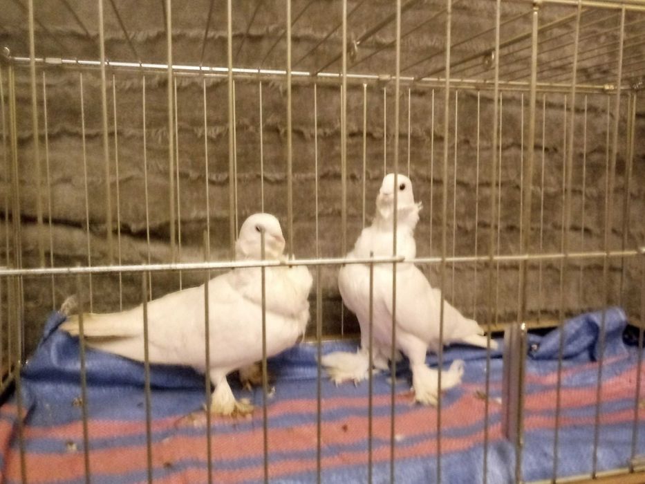 Mewki egipskie, gołębie.