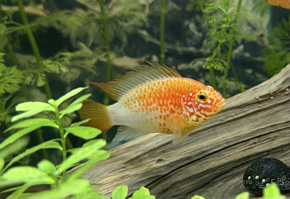 Pielęgniczka VIEJITA GOLD apistogramma