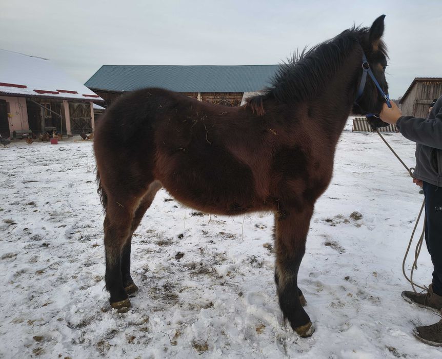 Sprzedam źrebice zimnokrwistą.
