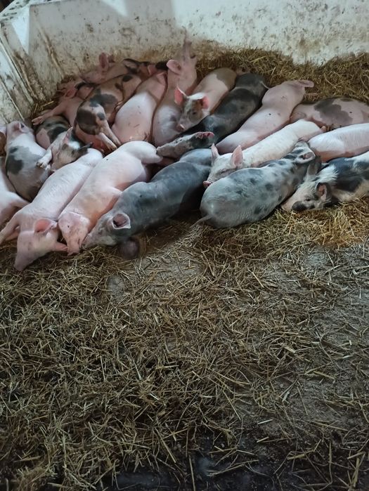 Поросята від 15 кг