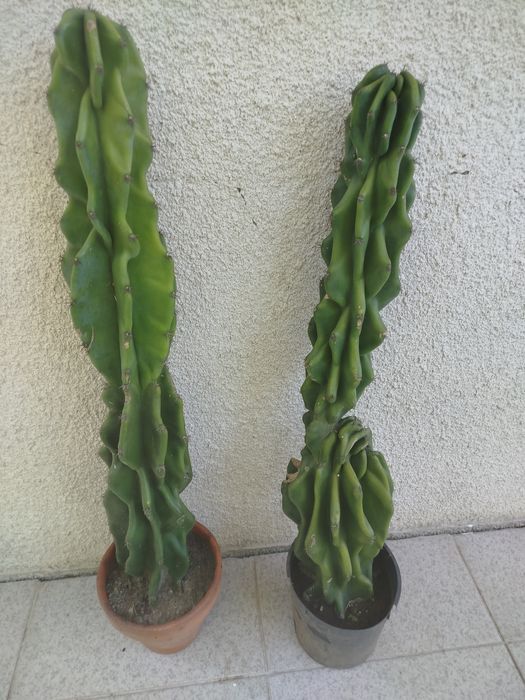 Catos de jardins
