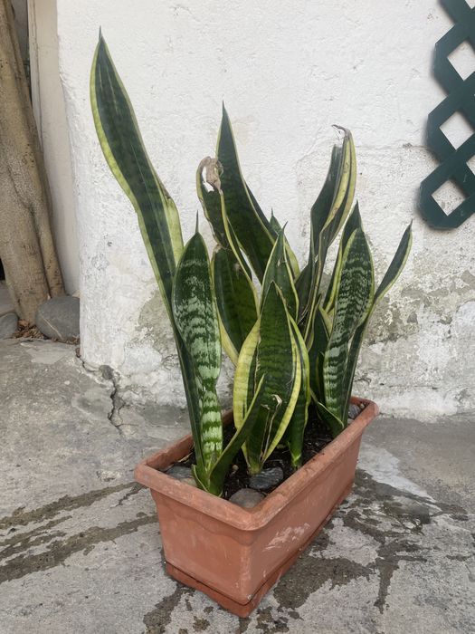 Espada de são Jorge