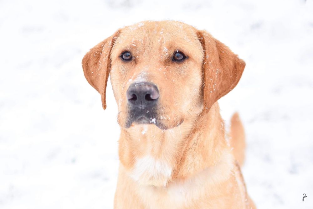 Młody piękny pies w typie labradora do odpowiedzialnej adopcji