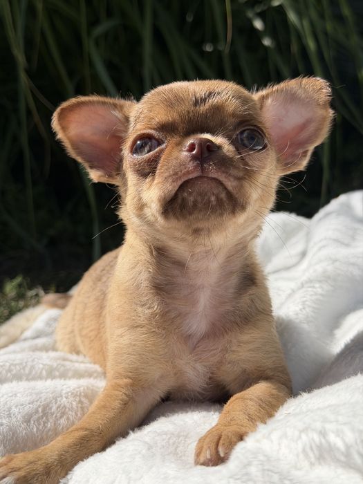 Suczka chihuahua choco sable