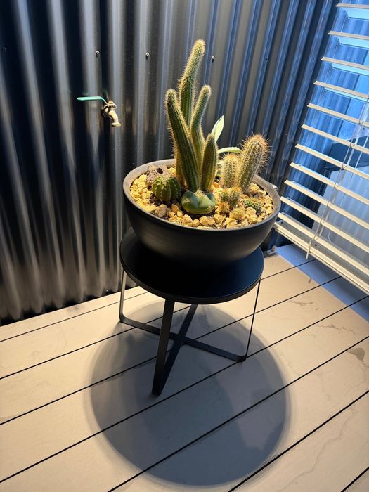 Vaso com cactos naturais